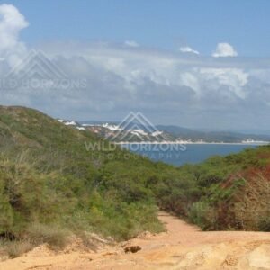 At Elim Beach, a sandy track leads through coastal vegetation toward turquoise Coral Sea waters. Elim Beach, Australia.