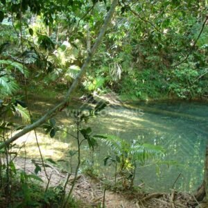 Sunlit rainforest swimming hole with reflections. Blue Hole, Daintree Rainforest, Australia.