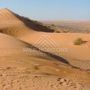 In the Simpson Desert, wind-sculpted sand dunes glow in warm afternoon light. Simpson Desert, Australia.