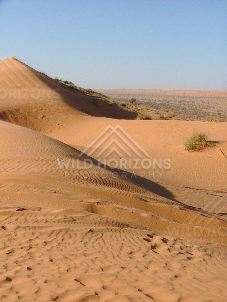 In the Simpson Desert, wind-sculpted sand dunes glow in warm afternoon light. Simpson Desert, Australia.