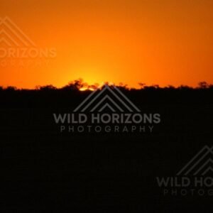 Over the Simpson Desert, a fiery sunset sky silhouettes the remote horizon. Simpson Desert, Australia.