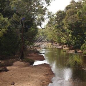 Along the Archer River, shaded banks frame the gentle flow of water through tropical forest. Archer River, Australia.