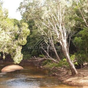 At the Archer River, sunlit eucalyptus lean over clear water beside smooth granite boulders. Archer River, Australia.
