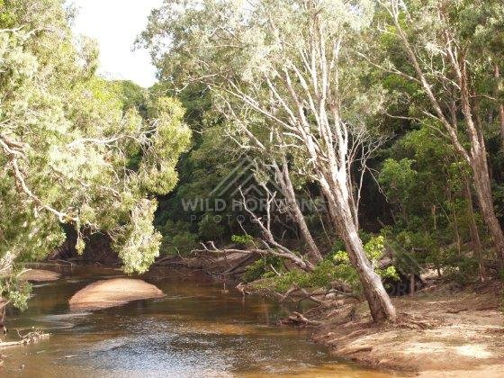 At the Archer River, sunlit eucalyptus lean over clear water beside smooth granite boulders. Archer River, Australia.
