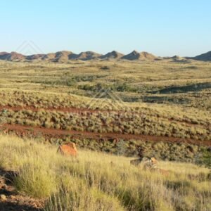 Red dirt station track crossing spinifex plains. Pilbara, Australia.