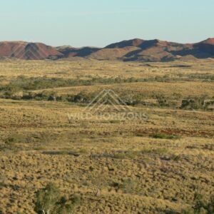 Wide spinifex plain with a creekline of trees below red ironstone hills. Pilbara, Australia.