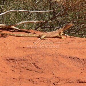 Perentie monitor lizard resting on red Pilbara soil. Pilbara, Australia.