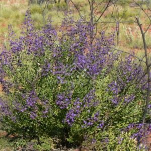 Purple flowering desert shrub on red sand country. Pilbara region, Western Australia, Australia.