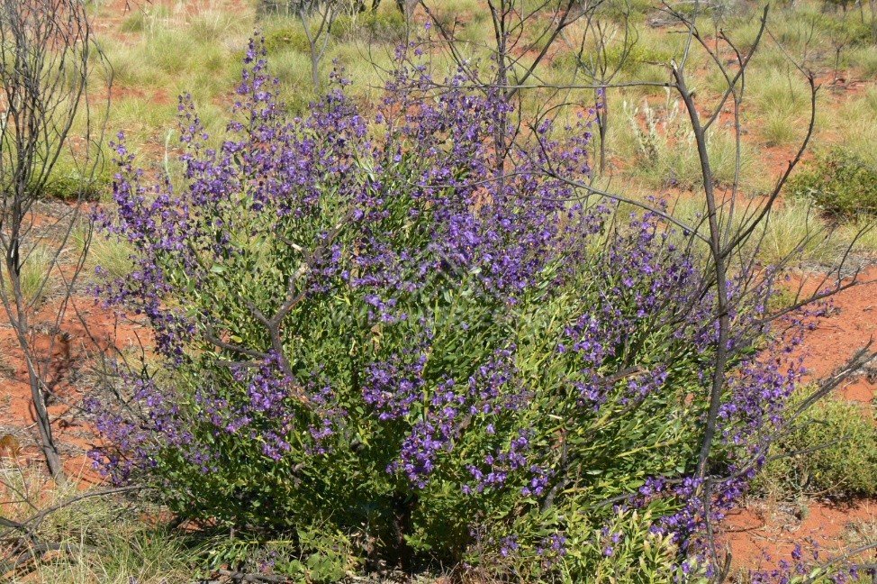 Purple flowering desert shrub on red sand country. Pilbara region, Western Australia, Australia.