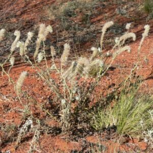 Native spinifex and feathery grasses on ironstone ground. Pilbara region, Western Australia, Australia.