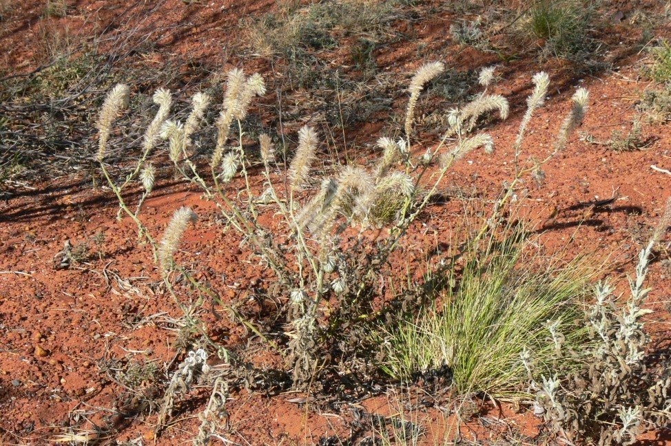Native spinifex and feathery grasses on ironstone ground. Pilbara region, Western Australia, Australia.