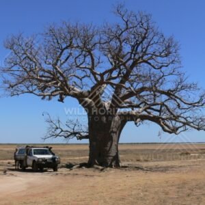 Boab tree beside the Barkly Highway with touring vehicle. Barkly Tableland, Northern Territory, Australia.