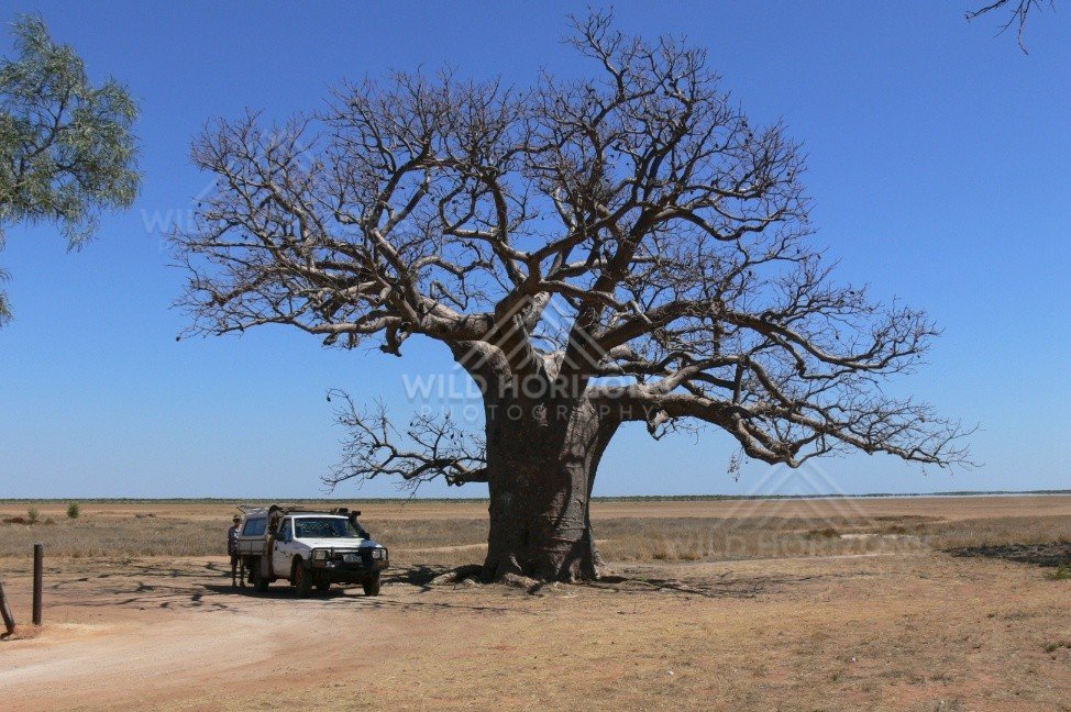 Boab tree beside the Barkly Highway with touring vehicle. Barkly Tableland, Northern Territory, Australia.