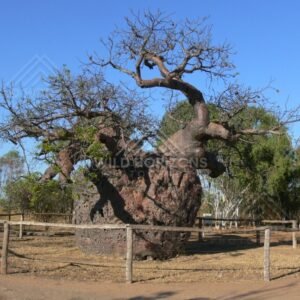 Ancient boab tree enclosed at the historic prison site. Derby, Western Australia, Australia.