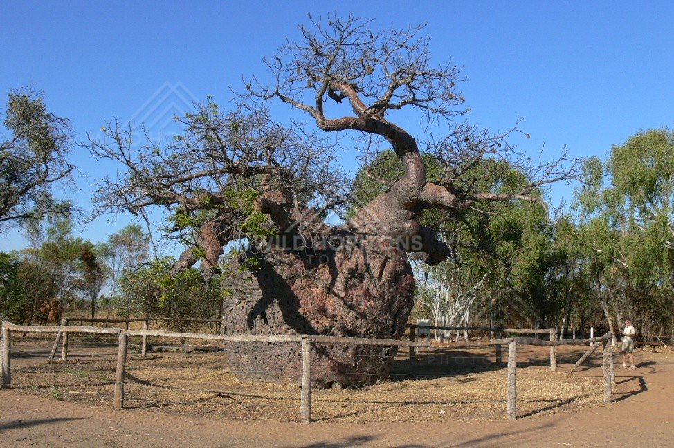 Ancient boab tree enclosed at the historic prison site. Derby, Western Australia, Australia.