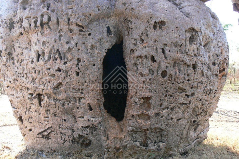 Carved markings on the trunk of the Derby Prison Boab Tree. Derby, Western Australia, Australia.