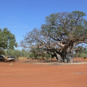 Large Kimberley boab beside parked vehicle on red soil. Derby region, Western Australia, Australia.
