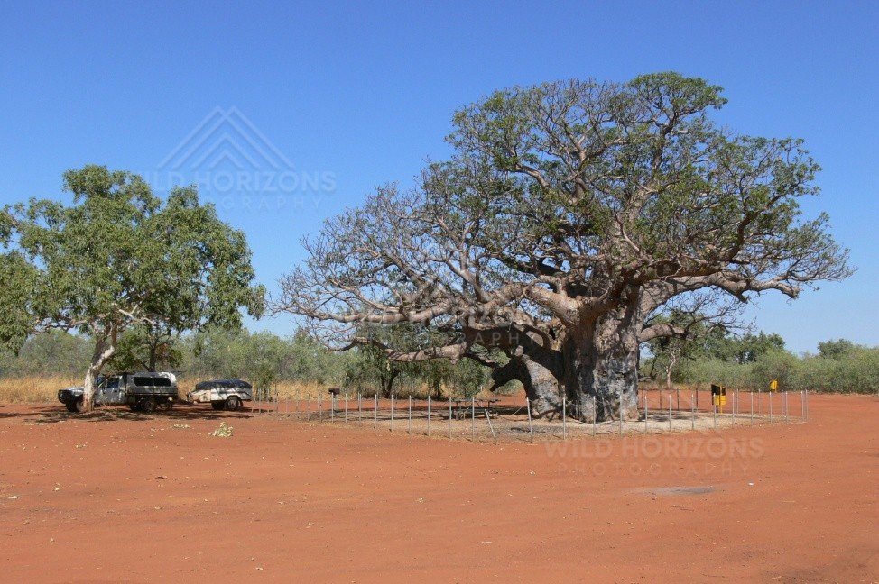 Large Kimberley boab beside parked vehicle on red soil. Derby region, Western Australia, Australia.