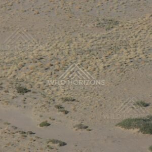 Sparse shrubland across arid desert plain. Channel Country, Australia.