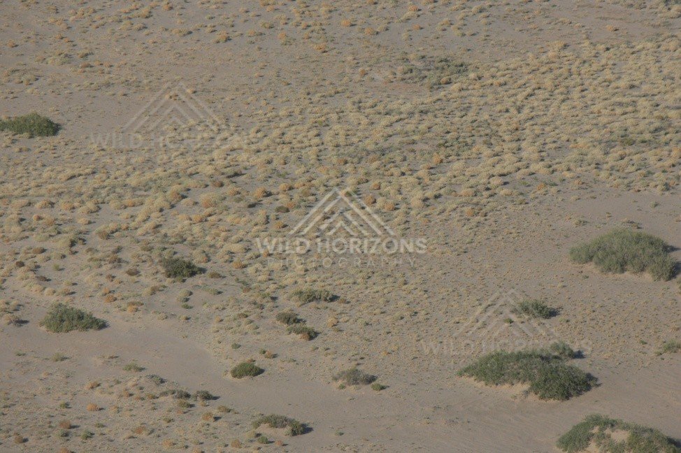 Sparse shrubland across arid desert plain. Channel Country, Australia.