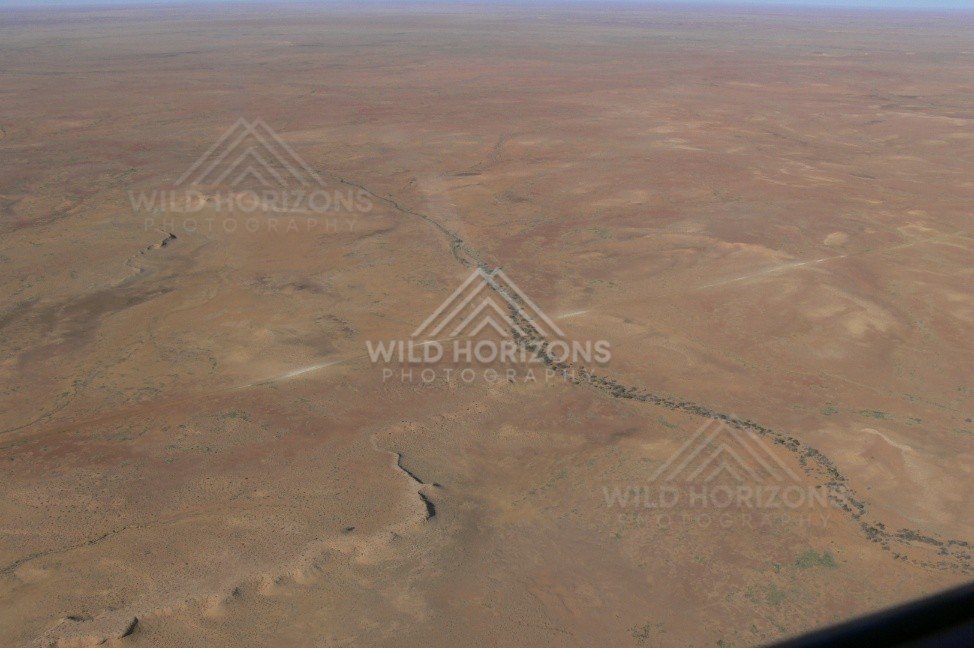 Dry desert plain with faint tree-lined creek. Channel Country, Australia.