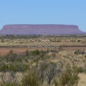 Distant profile of Mount Conner rising above spinifex and mulga plains along the Lasseter Highway. Lasseter Highway/Northern Territory, Australia.
