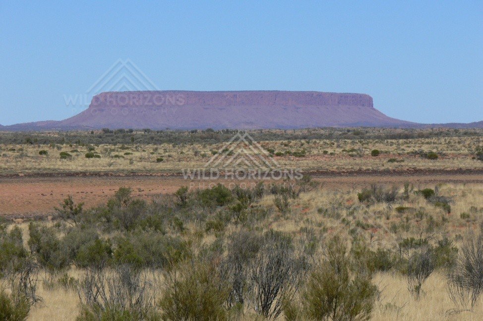 Distant profile of Mount Conner rising above spinifex and mulga plains along the Lasseter Highway. Lasseter Highway/Northern Territory, Australia.