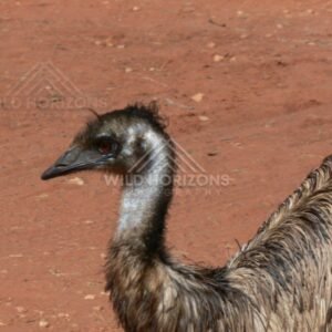 Close portrait of an Australian Emu showing textured plumage and alert eye. Lasseter region/Northern Territory, Australia.
