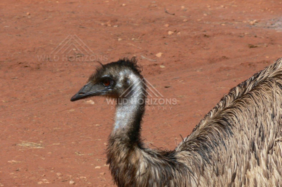 Close portrait of an Australian Emu showing textured plumage and alert eye. Lasseter region/Northern Territory, Australia.