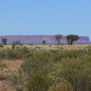 Mount Conner framed by scattered desert oaks and mulga on the approach to Uluru. Lasseter Highway/Northern Territory, Australia.