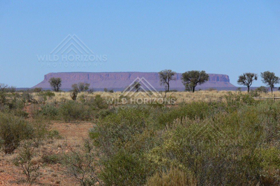 Mount Conner framed by scattered desert oaks and mulga on the approach to Uluru. Lasseter Highway/Northern Territory, Australia.