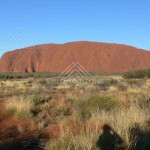 First light on Uluru revealing the rich red sandstone face above spinifex plains. Uluru–Kata Tjuta National Park, Australia.