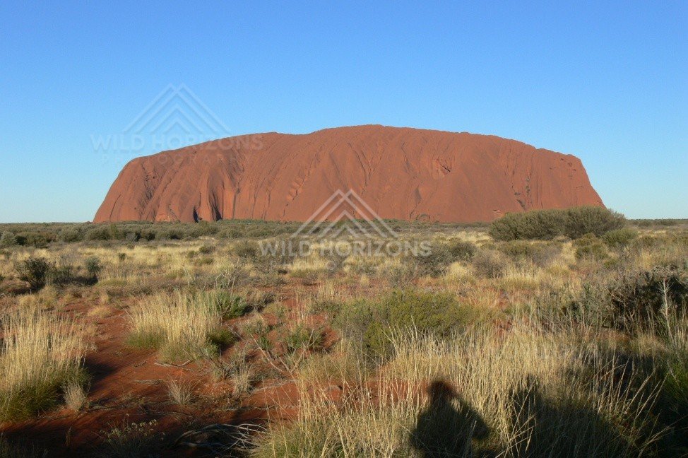 First light on Uluru revealing the rich red sandstone face above spinifex plains. Uluru–Kata Tjuta National Park, Australia.