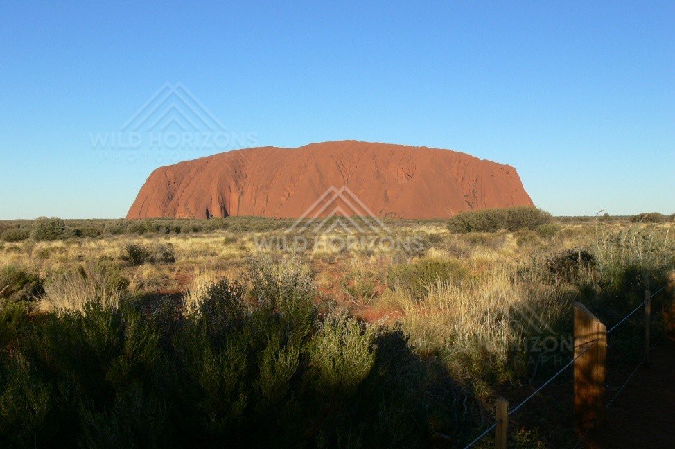 Evening light casting long shadows across spinifex toward the western face of Uluru. Uluru–Kata Tjuta National Park, Australia.