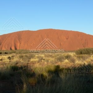 Late afternoon sun lighting the southern face of Uluru above golden spinifex. Uluru–Kata Tjuta National Park, Australia.