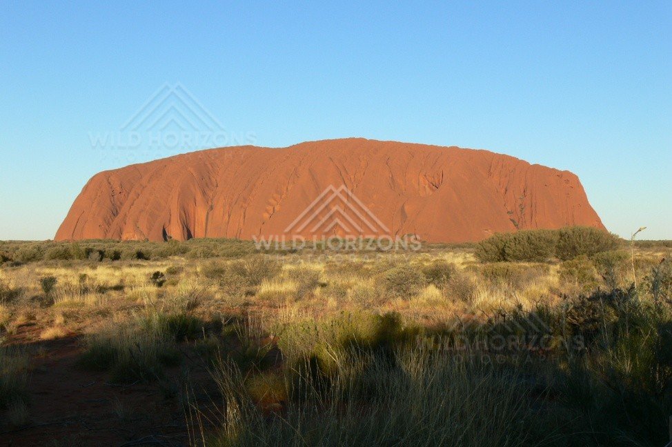 Late afternoon sun lighting the southern face of Uluru above golden spinifex. Uluru–Kata Tjuta National Park, Australia.