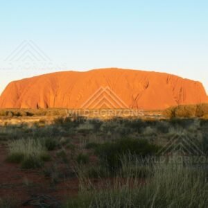 Uluru glowing orange at sunset with desert shrubs in silhouette. Uluru–Kata Tjuta National Park, Australia.