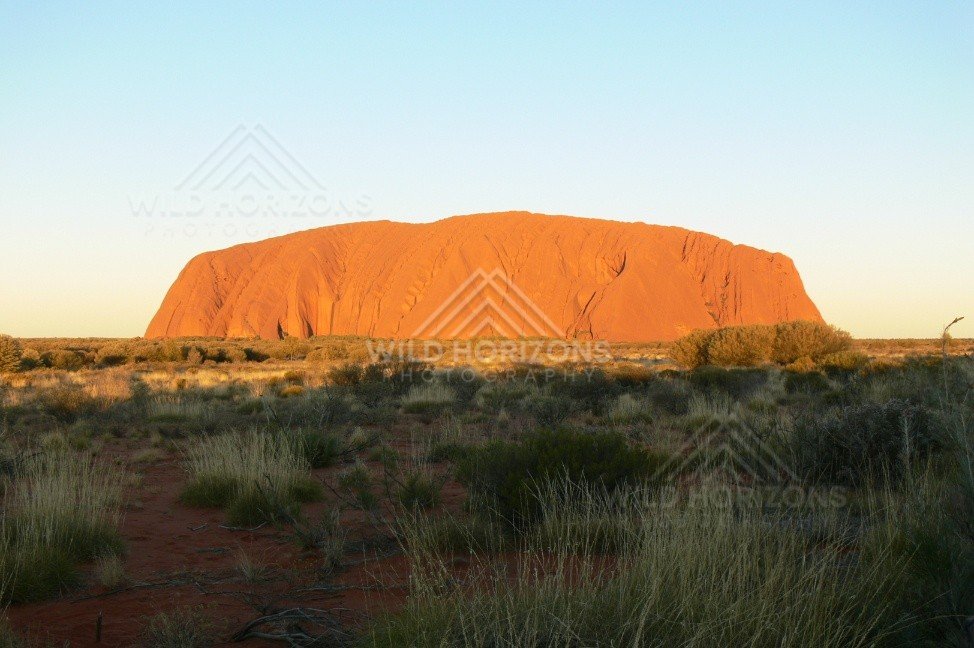 Uluru glowing orange at sunset with desert shrubs in silhouette. Uluru–Kata Tjuta National Park, Australia.