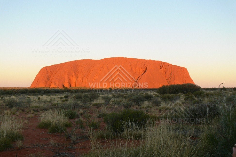 Rich red sunset light flooding the western end of Uluru beneath clear skies. Uluru–Kata Tjuta National Park, Australia.