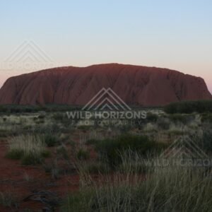 Final light fading behind Uluru with cool evening tones over the plains. Uluru–Kata Tjuta National Park, Australia.