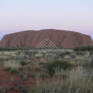 Sunset light glowing across the sandstone face of Uluru in the central desert landscape. Uluru–Kata Tjuta National Park, Australia.