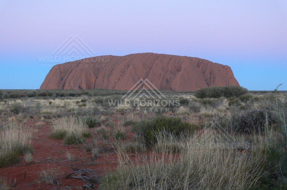 Uluru glowing deep red beneath a clear desert sky at sunset. Uluru–Kata Tjuta National Park, Australia.