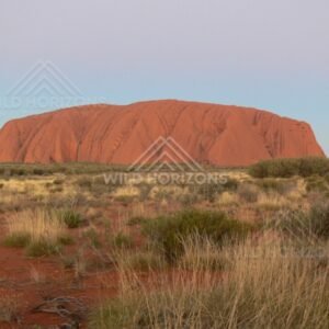 Late afternoon view of Uluru rising from the Central Australian plains. Uluru–Kata Tjuta National Park, Australia.