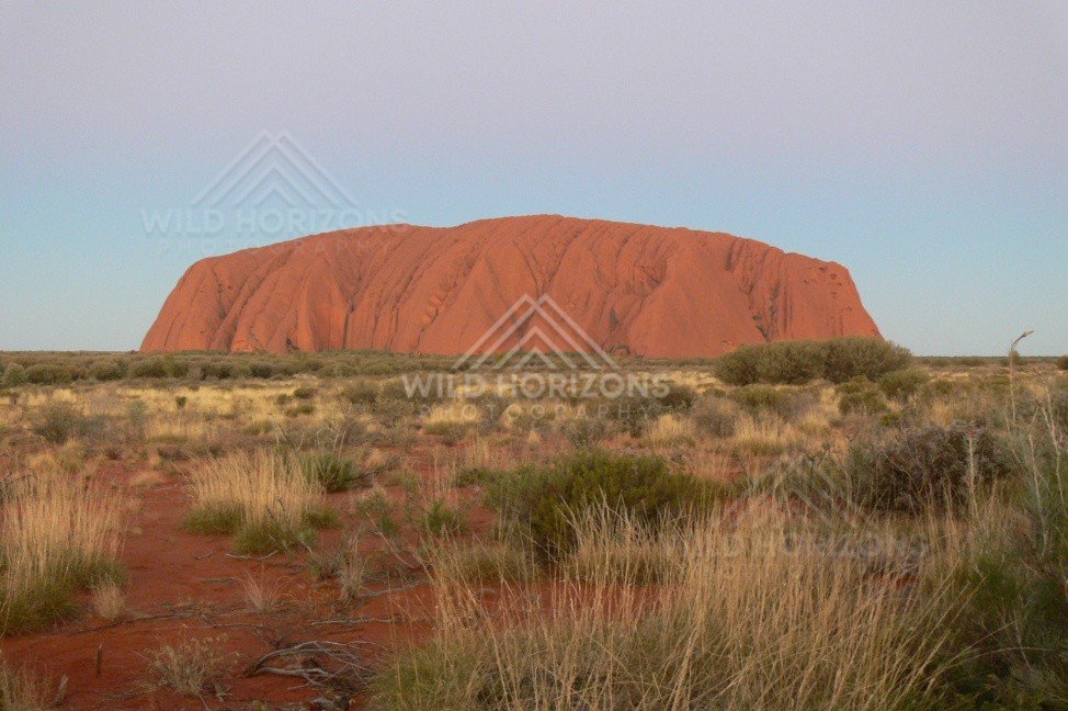 Late afternoon view of Uluru rising from the Central Australian plains. Uluru–Kata Tjuta National Park, Australia.
