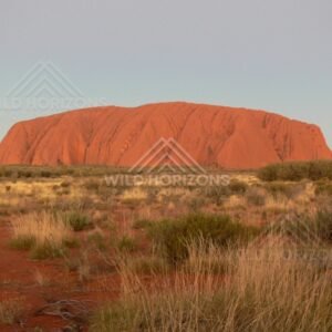 Final sunlight touching the crest of Uluru at day’s end. Uluru–Kata Tjuta National Park, Australia.