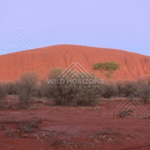 Spinifex grassland leading toward the northern face of Uluru. Uluru–Kata Tjuta National Park, Australia.