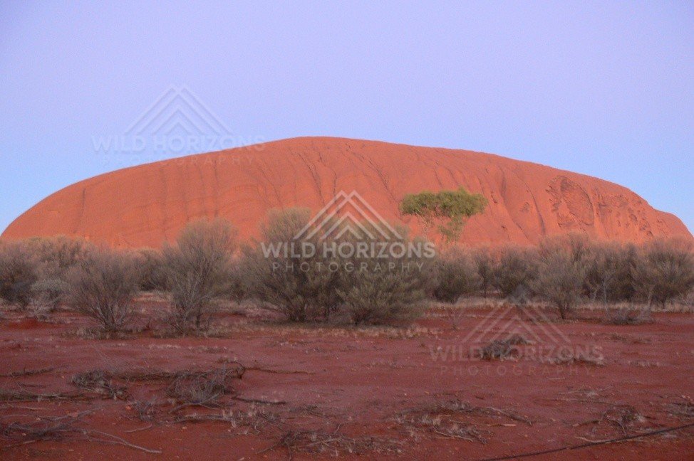 Spinifex grassland leading toward the northern face of Uluru. Uluru–Kata Tjuta National Park, Australia.