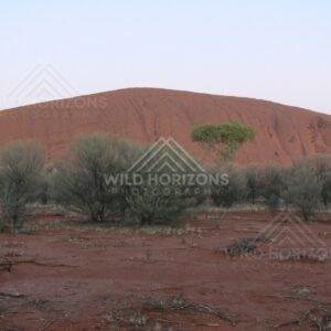 Uluru with desert oaks silhouetted against fading light. Uluru–Kata Tjuta National Park, Australia.