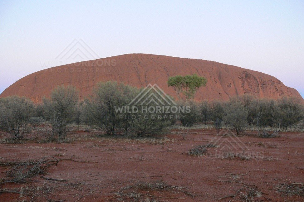 Uluru with desert oaks silhouetted against fading light. Uluru–Kata Tjuta National Park, Australia.