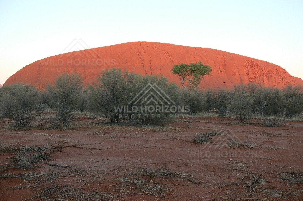 Evening colour deepening over Uluru and surrounding bushland. Uluru–Kata Tjuta National Park, Australia.